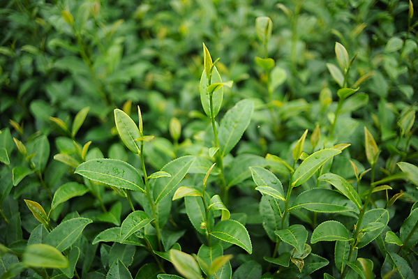 포토 JPG 해외이미지 나무 식물 아시아 백그라운드 잎 밭 농업 자연 사람없음 초록색 여름 햇빛 농장 환경 정원 봄 성장 시골 신선 차 허브 내추럴 산악지대 해외202004 해외포토 계절 나라 산업 음료 컬러 산 태양 생태계 파일형식 이미지허브