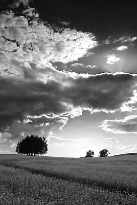 포토 JPG 해외이미지 나무 식물 구름 밭 농업 자연 하늘 흑백 풍경 사람없음 여름 농작물 어둠 침묵 시골 메밀 흐림 수평선 해외202004 해외포토 자연요소 계절 산업 식재료 날씨 촬영기법 소리 생태계 파일형식 이미지허브