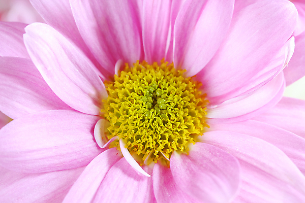 포토 JPG 해외이미지 식물 계절 꽃잎 꽃 분홍색 백그라운드 꽃무늬 사람없음 빛 노란색 봄 활발 신선 닫기 자주색 데이지 향기 꽃가루 부드러움 거베라 해외202004 해외포토 컬러 컨셉 무늬 모션 감각 가루 냄새 파일형식 이미지허브