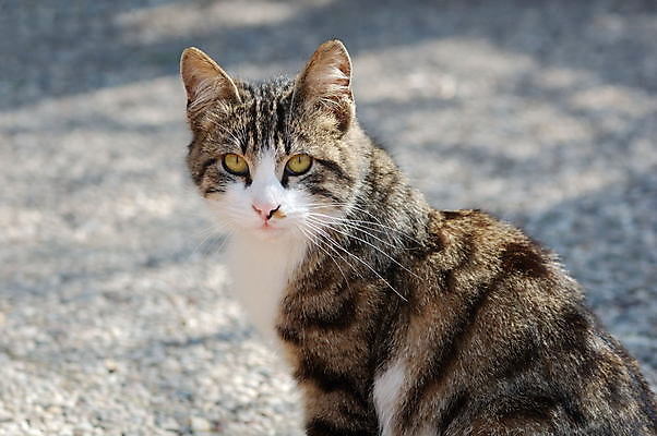 포토 JPG 해외이미지 동물 백그라운드 장난 가정 포옹 영국 수염 털 앉기 사람없음 반려동물 귀여움 고양이 줄무늬 흰색 표현 호기심 꼬리 엽서 걸음마 고립 유래 집게발 해외202004 해외포토 감정 유럽 컬러 컨셉 무늬 포유류 안기 모션 편지 파일형식 이미지허브