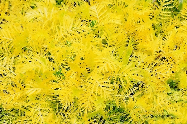 포토 JPG 해외이미지 나무 식물 계절 공원 백그라운드 단풍 잎 패턴 오렌지 자연 하늘 추상 사람없음 야외 빨간색 빛 컬러풀 햇빛 갈색 노란색 활발 덮개 가을 나뭇가지 변화 황금 숲 질감 러시아 장면 진홍색 빛망울 내추럴 러시아인 해외202004 해외포토 서양인 공공시설 유럽 컬러 컨셉 무늬 과일 태양 뚜껑 생태계 파일형식 이미지허브