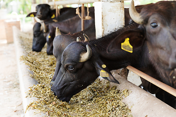 포토 JPG 해외이미지 동물 음식 농업 포유류 태국 자연 뿔 사람없음 야외 초록색 농장 꼬리표 검은색 가축 시골 농부 먹이 유기농 황소 내추럴 외양간 수유 해외202004 해외포토 직업 웰빙 산업 아시아 컬러 라벨 소 생태계 파일형식 이미지허브