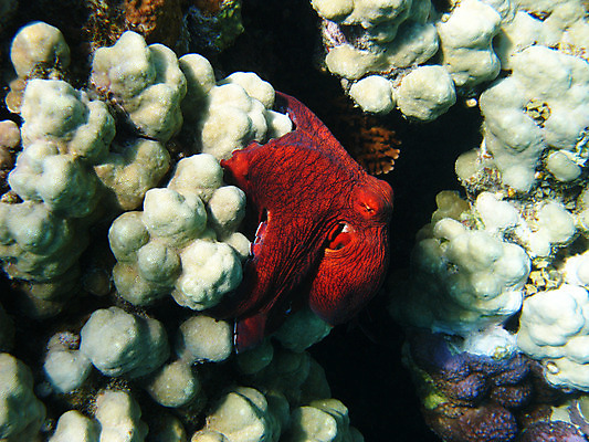 포토 JPG 해외이미지 동물 야생동물 바다 아프리카 자연 휴가 휴식 바닥 이집트 사람없음 물 수중 수영 스노클링 산호 다이빙 문어 암초 팔 발견 깊이 동물상 이국적 해외202004 해외포토 자연요소 나라 컨셉 연체동물 신체부위 조형물 수중동물 수상스포츠 자포동물 생태계 수중스포츠 파일형식 이미지허브