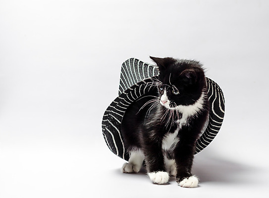 포토 JPG 해외이미지 동물 응시 옷 백그라운드 발 털 사람없음 반려동물 검은색 고양이 줄무늬 흰색 클래식 머리장식 고립 숨기 해외202004 해외포토 시선 컬러 컨셉 무늬 포유류 모션 신체부위 장식 파일형식 이미지허브