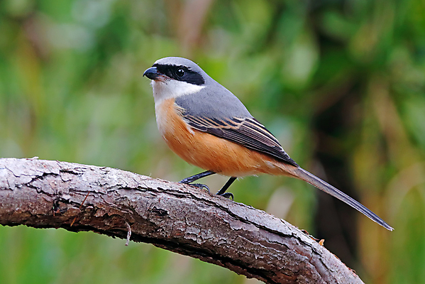 포토 JPG 해외이미지 나무 동물 여자 남자 아시아 얼굴 야생동물 백그라운드 날개 자연 조류 사람없음 야외 목재 가로 초록색 컬러풀 머리 환경 회색 나뭇가지 막대기 닫기 숲 깃털 꼬리 부리 서식지 생태학 이국적 해외202004 해외포토 식물 교육 나라 컬러 재료 모션 사람 신체부위 생태계 파일형식 이미지허브