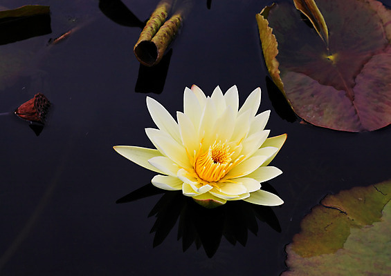 포토 JPG 해외이미지 식물 공원 꽃 아시아 분홍색 잎 꽃무늬 자연 연꽃 사람없음 야외 초록색 물 컬러풀 평화 환경 정원 중국 가을 연못 개화 백합 순수 묘사 사인 멀리 동쪽 생태학 해외202004 해외포토 자연요소 계절 공공시설 교육 나라 컬러 컨셉 무늬 방향 생태계 파일형식 이미지허브