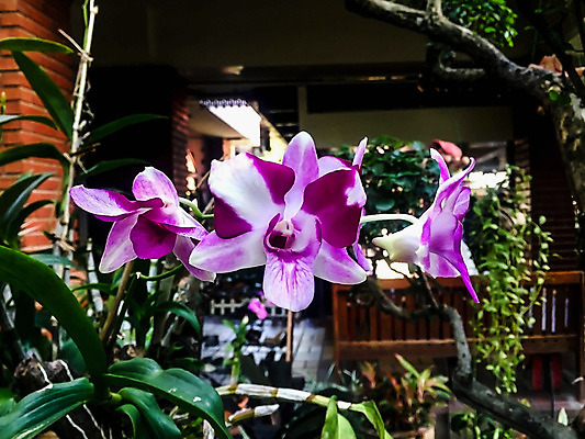 포토 JPG 해외이미지 식물 손 디자인 꽃잎 꽃 분홍색 꽃다발 백그라운드 잎 꽃무늬 패턴 일러스트 자연 수채화 미술 사람없음 그래픽 장식 초록색 여름 컬러풀 정원 봄 벚꽃 흰색 나뭇가지 신선 난초 그림 내추럴 고립 해외202004 해외포토 나무 계절 컬러 무늬 문화예술 신체부위 생태계 파일형식 이미지허브