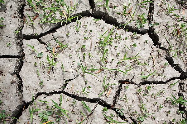 포토 JPG 해외이미지 지구 백그라운드 패턴 자연 표면 날씨 미래 건조 사람없음 야외 초록색 새싹 환경 희망 흙 사막 성장 뜨거움 용기 칼날 황무지 균열 결심 땅 먼지 지역 진흙 가뭄 땅바닥 생태학 역경 지질학 필승 해외202004 해외포토 식물 그릇 교육 감정 컬러 컨셉 무늬 모션 바닥 우승 생태계 파일형식 이미지허브
