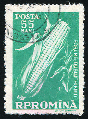 포토 JPG 해외이미지 식물 선 줄기 잎 농업 봉투 옥수수 사람없음 수확 골동품 오픈 메시지 역사 먹이 낟알 물개 자르기 시리얼 편지 복고 엽서 루마니아 우표 숙성 식용 옛날 줄서기 세련 해외202004 해외포토 유럽 산업 음식 포유류 모션 곡류 바다동물 파일형식 이미지허브