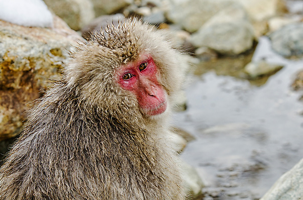 포토 JPG 해외이미지 나무 동물 공원 얼굴 야생동물 분홍색 조각 겨울 포유류 털 사람 사람없음 갈색 걷기 일본 얼음 봄 산책 추위 원숭이 표현 관찰 뜨거움 호기심 오르기 유인원 폭설 해외202004 해외포토 자연요소 식물 계절 공공시설 감정 아시아 컬러 컨셉 모션 휴식 눈_날씨 신체부위 자연재해 파일형식 이미지허브