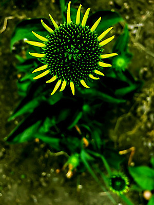 포토 JPG 해외이미지 식물 디자인 계절 공원 꽃잎 꽃 분홍색 꽃다발 백그라운드 꽃무늬 밭 자연 추상 사람없음 야외 초록색 파란색 빛 컬러풀 햇빛 노란색 정원 일몰 봄 벚꽃 흰색 신선 개화 원예 질감 보케 향기 부드러움 내추럴 고립 터키석 몽환 해외202004 해외포토 공공시설 컬러 컨셉 무늬 농업 취미 태양 노을 감각 보석 생태계 냄새 파일형식 이미지허브