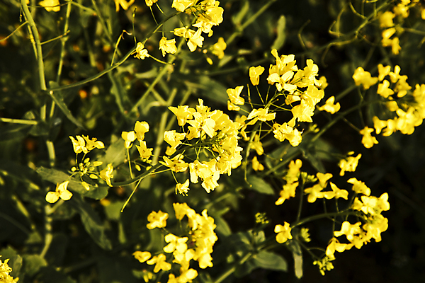 포토 JPG 해외이미지 식물 꽃 산업 밭 농업 자동차 자연 씨앗 풍경 사람없음 초록색 파란색 농작물 햇빛 농장 노란색 힘 봄 활발 에너지 성장 벚꽃 황금 선택 보호 휘발유 낟알 땅 묘사 생물학 연료 엔진 디젤 해외202004 해외포토 계절 교육 육상교통 컬러 컨셉 태양 석유 생태계 파일형식 이미지허브