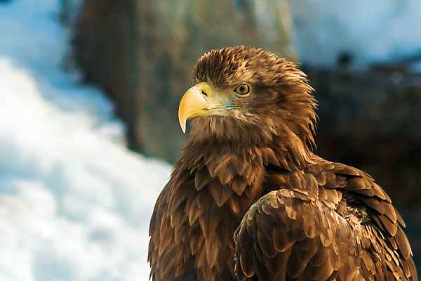 포토 JPG 해외이미지 동물 척추동물 응시 얼굴 야생동물 장갑 자연 조류 생물 종류 사람없음 갈색 노란색 머리 검은색 자유 흰색 큼 먹이 깃털 정사각형 부리 독수리 대머리 사냥꾼 멸종 붓꽃 애국심 웅장함 포식 해외202004 해외포토 도형 직업 헤어스타일 시선 잡화 꽃 컬러 컨셉 신체부위 크기 생태계 파일형식 이미지허브