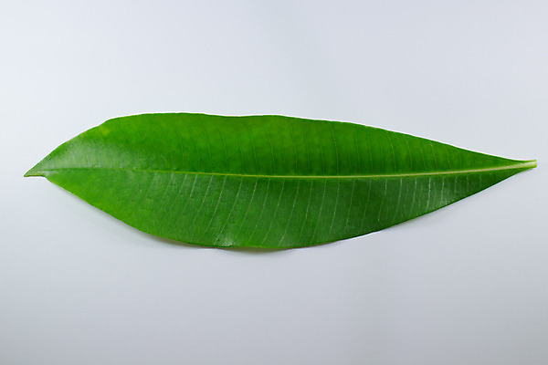 포토 JPG 해외이미지 나무 식물 꽃 아시아 줄기 잎 자연 동양인 사람없음 정원 벚꽃 나뭇가지 신선 면 가시 실크 묘사 원예 해외202004 해외포토 나라 인종 취미 직물 생태계 파일형식 이미지허브