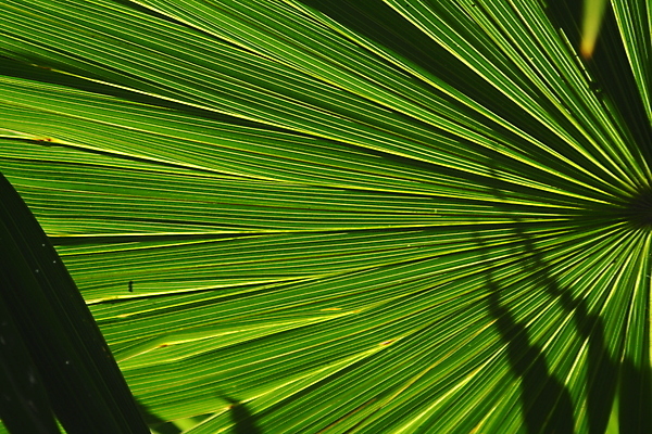 포토 JPG 해외이미지 선 잎 패턴 열대 손바닥 사람없음 가로 초록색 부채 묘사 질감 떠남 플로리다 해외202004 해외포토 식물 손 컬러 무늬 모션 미국 파일형식 이미지허브