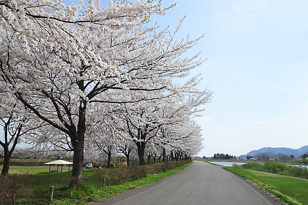 포토 JPG 해외이미지 나무 계절 꽃 아시아 분홍색 과학 잎 꽃무늬 자연 하늘 사람없음 야외 일본 맑음 봄 벚꽃 체리 유기농 내추럴 해외202004 해외포토 식물 웰빙 나라 컬러 무늬 과일 날씨 생태계 파일형식 이미지허브