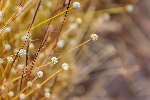 포토 JPG 해외이미지 식물 꽃 백그라운드 꽃무늬 밭 태국 자연 사람없음 야외 초록색 여름 노란색 봄 벚꽃 신선 개화 해외202004 해외포토 계절 아시아 컬러 무늬 농업 생태계 파일형식 이미지허브