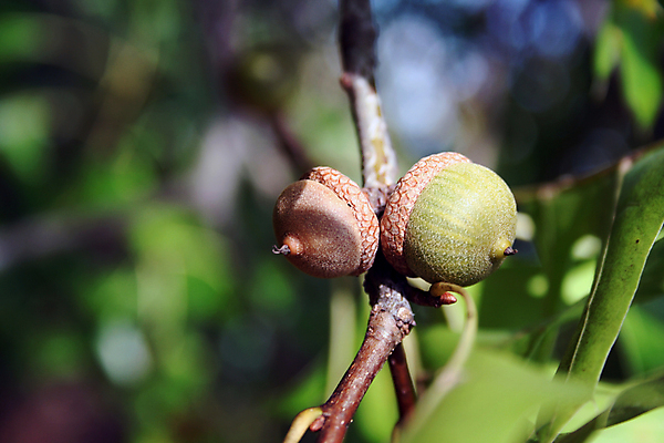포토 JPG 해외이미지 나무 식물 열매 잎 자연 사람없음 초록색 갈색 견과류 가을 숲 11월 도토리 추수감사절 10월 해외202004 해외포토 계절 기독교 컬러 날짜 생태계 파일형식 이미지허브