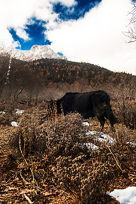 포토 JPG 해외이미지 동물 아시아 여행 산 풍경 사람없음 관광지 중국 소 내추럴 해외202004 해외포토 나라 포유류 파일형식 이미지허브