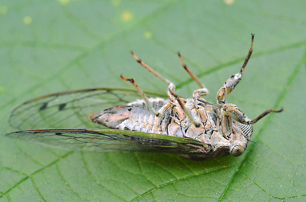 포토 JPG 해외이미지 곤충 날개 사람없음 초록색 갈색 머리 벌레 묘사 기어가기 해외202004 해외포토 동물 컬러 모션 신체부위 파일형식 이미지허브