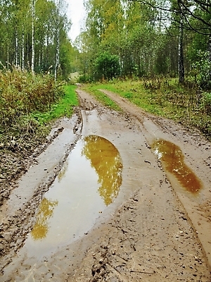 포토 JPG 해외이미지 나무 도로 날씨 휴식 이끼 풍경 사람없음 목재 초록색 태양 갈색 침묵 봄 가을 소나무 숲 당구 허브 통나무 전나무 생태학 해외202004 해외포토 자연요소 식물 계절 교육 길 컬러 컨셉 재료 교통시설 구기 소리 파일형식 이미지허브