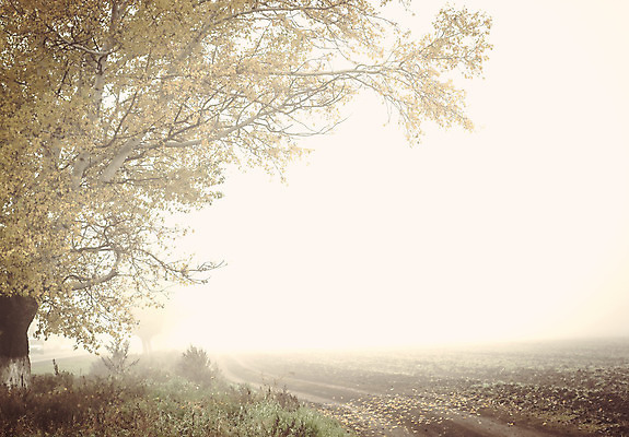 포토 JPG 해외이미지 나무 식물 구름 계절 꽃 도로 백그라운드 밭 농업 자연 하늘 풍경 잔디 사람없음 야외 초록색 여름 파란색 빛 햇빛 태양 환경 맑음 황혼 봄 새벽 안개 광선 시골 저녁 숲 땅 에코 뿌리 장면 천국 생태학 해외202004 해외포토 자연요소 교육 산업 길 컬러 교통시설 날씨 일몰 야간 생태계 파일형식 이미지허브