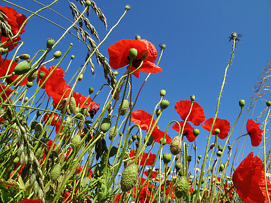 포토 JPG 해외이미지 꽃 백그라운드 밭 자연 하늘 덴마크 사람없음 야외 가로 빨간색 여름 햇빛 시골 양귀비 해외202004 해외포토 식물 계절 컬러 농업 북유럽 태양 생태계 파일형식 이미지허브