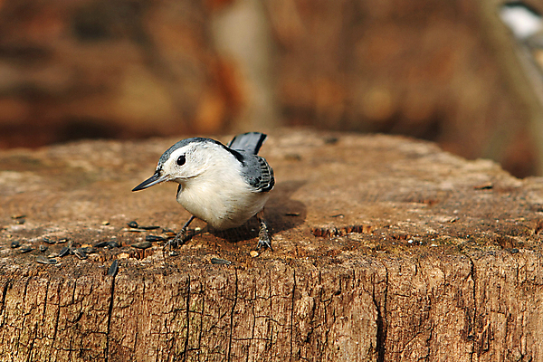 포토 JPG 해외이미지 나무 동물 공원 야생동물 캐나다 날개 자연 조류 씨앗 앉기 사람없음 야외 옆모습 검은색 회색 흰색 나뭇가지 관찰 닫기 잡지 숲 작음 깃털 묘사 부리 나무껍질 동물상 앨버타 해외202004 해외포토 식물 공공시설 뷰포인트 컬러 북아메리카 모션 간행물 조형물 껍질 크기 생태계 파일형식 이미지허브