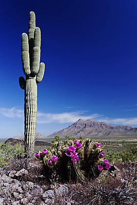 포토 JPG 해외이미지 식물 구름 계절 꽃 분홍색 자연 하늘 산 사람없음 봄 벚꽃 애리조나 내추럴 절정 지질학 카피스페이스 해외202004 해외포토 자연요소 교육 컬러 미국 공백 생태계 파일형식 이미지허브