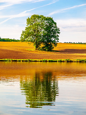 포토 JPG 해외이미지 나무 구름 1 계절 호수 백그라운드 잎 밭 자연 하늘 추상 불꽃 풍경 사람없음 야외 목재 초록색 물 여름 강 컬러풀 햇빛 반사 갈색 환경 봄 시골 연못 신선 고독 싱글 내추럴 옛날 해외202004 해외포토 자연요소 식물 감정 컬러 무늬 농업 재료 불 태양 생태계 파일형식 이미지허브