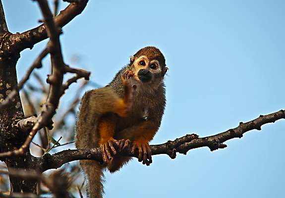 포토 JPG 해외이미지 동물 응시 공원 야생동물 포유류 휴식 동물원 사람없음 미국 원숭이 휴게실 작음 모피 손목시계 호기심 다람쥐 위치 거짓말 이국적 전국 주목 해외202004 해외포토 시선 공공시설 감정 시계 컨셉 북아메리카 장신구 설치류 크기 파일형식 이미지허브