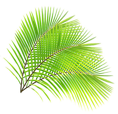 포토 JPG 해외이미지 나무 식물 줄기 백그라운드 잎 패턴 곡선 자연 손바닥 사람없음 초록색 여름 성장 흰색 나뭇가지 숲 코코넛 고립 해외202004 해외포토 손 계절 선 컬러 무늬 과일 생태계 파일형식 이미지허브