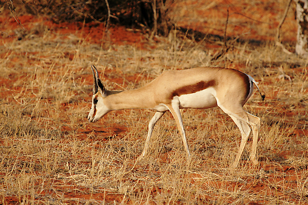 포토 JPG 해외이미지 동물 야생동물 모래 포유류 털 뿔 사람없음 빨간색 갈색 노란색 사막 작음 영양 스텝 반추동물 해외202004 해외포토 컬러 크기 파일형식 이미지허브