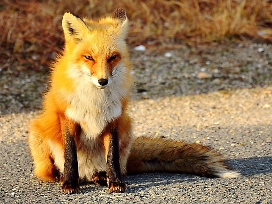 포토 JPG 해외이미지 동물 응시 공원 야생동물 모래 섬 포유류 자연 털 성인 사람없음 야외 빨간색 머리 흰색 닫기 보호 숲 꼬리 귀 여우 슛 육식동물 솜털 해외202004 해외포토 시선 공공시설 컬러 컨셉 모션 사람 신체부위 생태계 파일형식 이미지허브