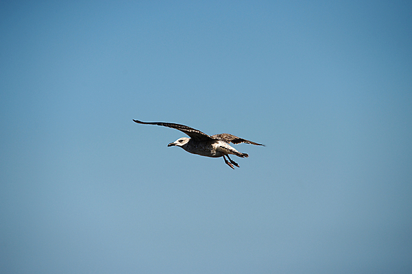 포토 JPG 해외이미지 동물 구름 야생동물 바다 여행 포즈 백그라운드 날개 자연 갈매기 조류 하늘 휴가 항해 풍경 사람없음 물 여름 파란색 태양 우주 펼침 자유 흰색 비행 닫기 강의 깃털 부리 고립 골 수평선 해외202004 해외포토 자연요소 계절 컬러 컨셉 배_교통 모션 생태계 파일형식 이미지허브