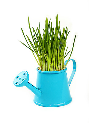 포토 JPG 해외이미지 식물 계절 줄기 백그라운드 농업 자연 사람없음 옆모습 초록색 여름 파란색 새싹 금속 봄 성장 흰색 신선 그리기 닫기 냄비 작음 뿌리기 양동이 물주기 생물학 각도 내추럴 고립 묘목 총쏘기 그리너리 귀리 해외202004 해외포토 나무 교육 산업 뷰포인트 컬러 모션 재질 곡류 솥 크기 생태계 파일형식 트랜드컬러 이미지허브