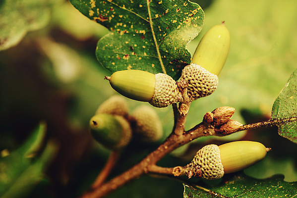포토 JPG 해외이미지 나무 식물 계절 공원 백그라운드 낙엽 잎 자연 사람없음 야외 초록색 컬러풀 햇빛 환경 견과류 가을 나뭇가지 닫기 숲 도토리 10월 내추럴 해외202004 해외포토 공공시설 컬러 모션 태양 날짜 생태계 파일형식 이미지허브