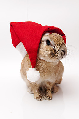 포토 JPG 해외이미지 동물 크리스마스 포유류 털 사람없음 반려동물 흰색 달콤 작음 모피 귀 고립 해외202004 해외포토 기념일 컬러 신체부위 맛 크기 파일형식 이미지허브