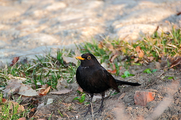 포토 JPG 해외이미지 동물 공원 남자 야생동물 날개 오렌지 자연 조류 서기 사람없음 초록색 컬러풀 정원 검은색 어둠 봄 관찰 얽힘 숲 작음 깃털 부리 해외202004 해외포토 계절 공공시설 컬러 과일 모션 사람 크기 생태계 파일형식 이미지허브