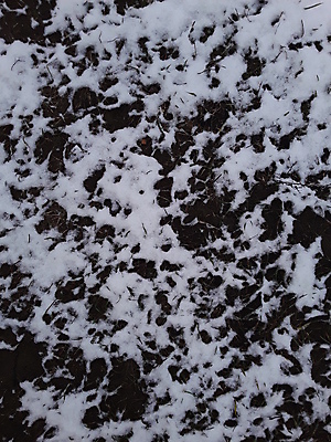 포토 JPG 해외이미지 계절 백그라운드 잎 크리스마스 밭 자연 날씨 건강 풍경 사람없음 야외 초록색 환경 정원 냉동 얼음 추위 성장 흰색 신선 허브 질감 서리 내추럴 땅바닥 눈내림 해외202004 해외포토 자연요소 식물 기념일 컬러 농업 바닥 눈_날씨 생태계 파일형식 이미지허브