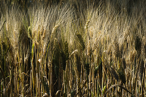 포토 JPG 해외이미지 식물 계절 음식 빵 줄기 백그라운드 밭 농업 건조 건강 씨앗 풍경 사람없음 여름 농작물 농장 노란색 맑음 수확 성장 시골 황금 낟알 시리얼 밀 스파이크 밀짚 밭일 숙성 해외202004 해외포토 산업 컬러 날씨 곡류 짚 파일형식 이미지허브
