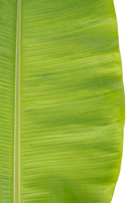 포토 JPG 해외이미지 나무 식물 계절 백그라운드 잎 패턴 자연 벽지 추상 바나나 건강 손바닥 사람없음 야외 초록색 물 여름 빛 반사 정원 봄 활발 흰색 신선 매끈함 숲 큼 유기농 원예 질감 녹색배경 내추럴 해외202004 해외포토 자연요소 손 웰빙 컬러 컨셉 무늬 과일 취미 감각 크기 생태계 파일형식 이미지허브