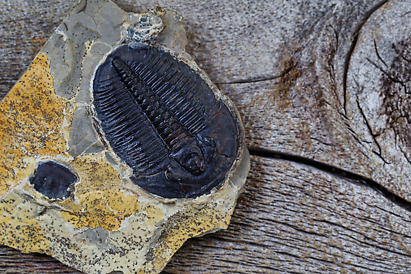포토 JPG 해외이미지 동물 바다 자연 생물 종류 사람없음 목재 바위 역사 닫기 오브젝트 화석 고생물 사암 멸종 선사시대 옛날 해외202004 해외포토 나무 재료 모션 돌_바위 생태계 파일형식 이미지허브