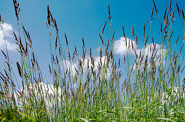 포토 JPG 해외이미지 식물 구름 디자인 계절 공원 꽃 백그라운드 컨셉 잎 꽃무늬 패턴 밭 자연 하늘 날씨 추상 부활절 미술 풍경 잔디 사람없음 아웃포커스 초록색 여름 파란색 빛 컬러풀 태양 정원 맑음 봄 성장 신선 닫기 질감 보케 내추럴 블러 효과 해외202004 해외포토 자연요소 공공시설 기념일 컬러 무늬 농업 모션 문화예술 촬영기법 생태계 파일형식 이미지허브
