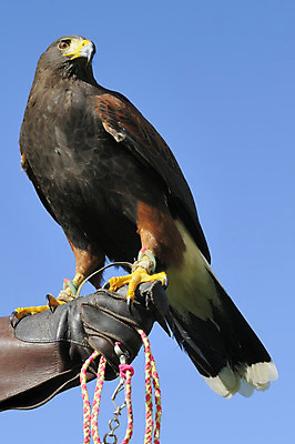 포토 JPG 해외이미지 장갑 조류 친절 사람없음 노란색 검은색 종 깃털 부리 육식동물 사냥꾼 경보 집게발 포식 힘찬 해외202004 해외포토 동물 직업 잡화 컬러 컨셉 파일형식 이미지허브