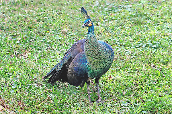포토 JPG 해외이미지 동물 공원 야생동물 자연 조류 사람없음 야외 초록색 정원 우아함 공작 깃털 꼬리 부리 웅장함 해외202004 해외포토 공공시설 컬러 컨셉 생태계 파일형식 이미지허브