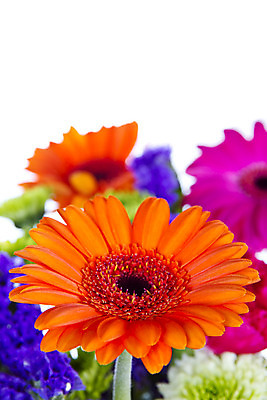 포토 JPG 해외이미지 식물 꽃잎 꽃 자연 사람없음 햇빛 노란색 정원 맑음 흰색 닫기 묘사 원예 고립 넘어짐 블러 카피스페이스 해외202004 해외포토 컬러 모션 날씨 취미 태양 공백 생태계 파일형식 이미지허브