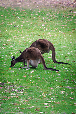 포토 JPG 해외이미지 동물 응시 공원 야생동물 빵 2 가방 자연 엄마 사랑 사람없음 초록색 태양 갈색 활발 회색 사막 아기 닫기 호주 먹이 먹기 꼬리 귀 캥거루 내추럴 오지 전국 파우치 해외202004 해외포토 자연요소 시선 잡화 공공시설 감정 음식 컬러 컨셉 포유류 가족 모션 사람 신체부위 오세아니아 생태계 파일형식 이미지허브