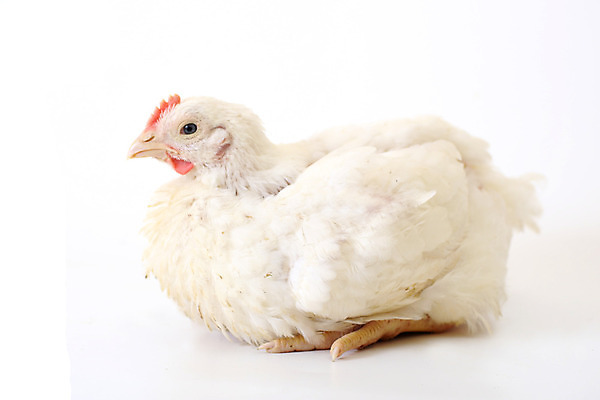 포토 JPG 해외이미지 동물 1 농업 날개 조류 휴식 병아리 앉기 사람없음 옆모습 농장 치킨 흰색 시골 깃털 부리 고립 암탉 해외202004 해외포토 산업 뷰포인트 컬러 컨셉 모션 닭 암컷 닭고기요리 파일형식 이미지허브