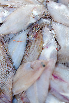 포토 JPG 해외이미지 동물 음식 바다 백그라운드 다이어트 재료 아프리카 낚시 새우 건강 3 어류 요리 사람없음 빨간색 식당 얼음 저녁식사 흰색 신선 잡기 시장 고급 닫기 맛 은색 가난 해산물 오징어 유기농 날것 도미 소금 포트 자원 유지 매각 오메가 해외202004 해외포토 자연요소 웰빙 나라 컬러 컨셉 모션 레저 연체동물 갑각류 상점 식사 수중동물 파일형식 이미지허브